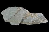 Pennsylvanian Fossil Fern (Lyginopteris) - Alabama #112761-1